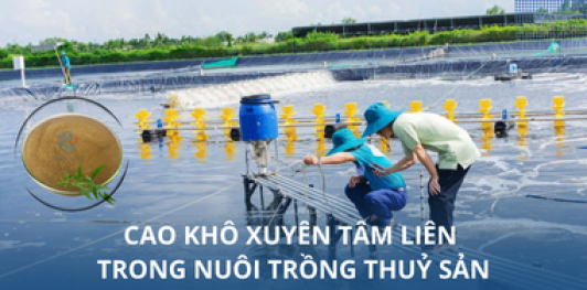 Cao khô xuyên tâm liên trong nuôi trồng thuỷ sản